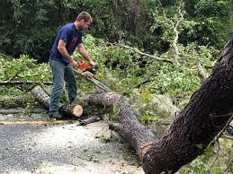 Wyndmoor, PA Tree Services Company