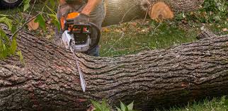 Best Arborist Consultation Services  in Wyndmoor, PA